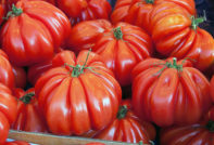 עגבניה צלעית אמריקאית: ביקורות, מאפיינים ותיאור של הזן