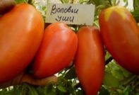 אוזני פרה עגבניות: ביקורות, תמונות, תיאור ותיאור המגוון