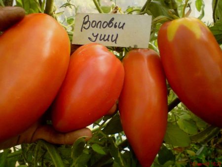 Urechi de vaci de tomate: recenzii, fotografii, descriere și descriere a soiului