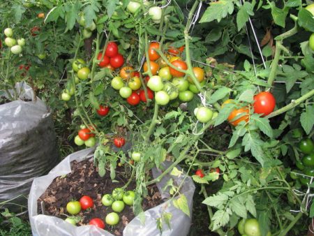 Tomatenoctopus: kenmerken en beschrijving van de variëteit, beoordelingen, foto's, die geplant