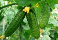 Gunstige dagen voor het planten van komkommers in mei 2017