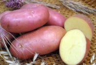 Potatoes Red Scarlet: description and characteristics of the variety, photos, reviews