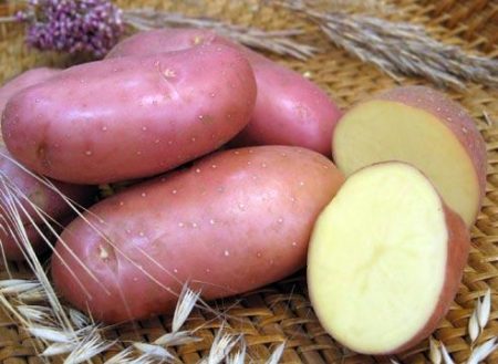 Pommes de terre écarlate rouge: description et caractéristiques de la variété, photos, avis
