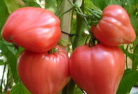 Tomato Nobleman: caratteristiche e descrizione della varietà, recensioni, foto, produttività