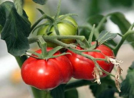Pomidor „Market Miracle”: charakterystyka i opis odmiany, zdjęcia, recenzje