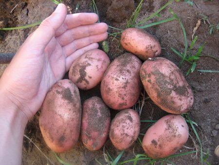 البطاطس الأحمر القرمزي: وصف وخصائص متنوعة والصور والتعليقات