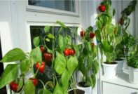 Hete pepers op de vensterbank: groeit