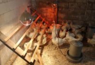 ¿Cómo calentar un gallinero en invierno sin electricidad?