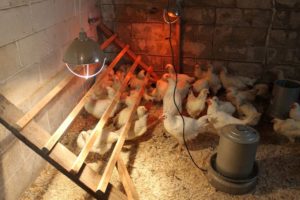 Hur värmer jag en kycklingsko på vintern utan el?