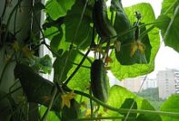 Ako opeľovať uhorky na parapete?