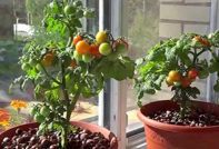 Como cultivar tomates no parapeito da janela no apartamento?