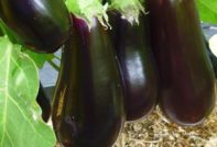 Eggplant in the garden