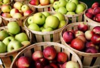 תפוחים מזנים שונים