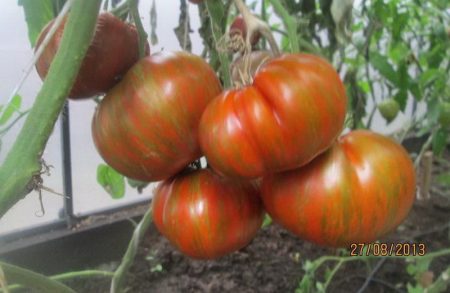 rijpe tomaat