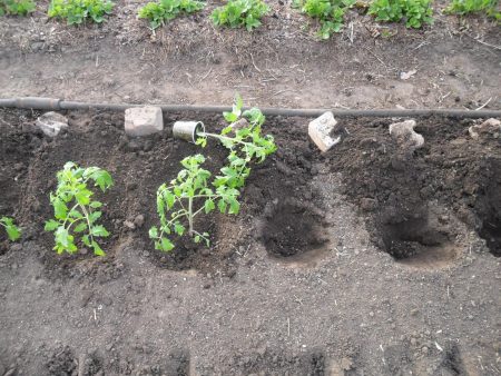 Plantation de tomates