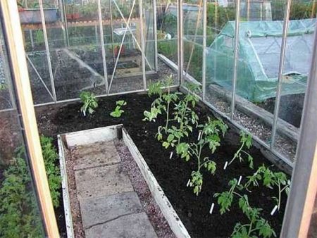 Planting tomatoes in a greenhouse
