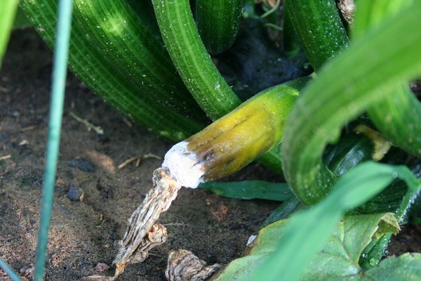 Zucchini rot in the garden