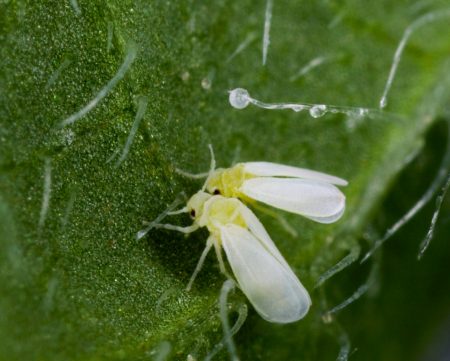 Greenhouse whitefly