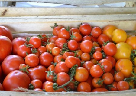 събиране на домати