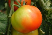 Tomaten rijpen