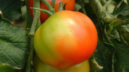Maduración de tomate