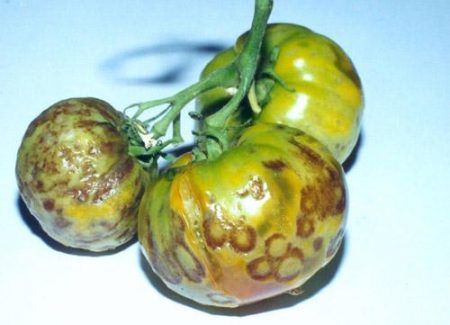 Late ziekte van tomaten