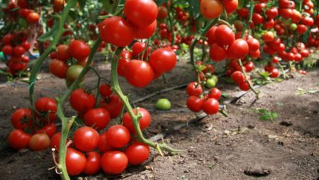 Arbustos de tomate