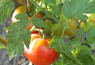 Tomates dans le jardin
