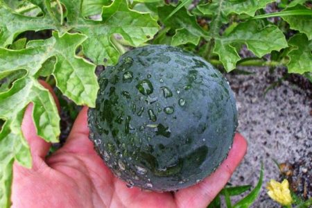 Vattenmelon i trädgården