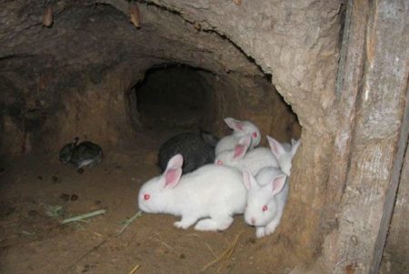 lapins dans la fosse