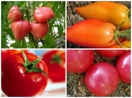 Varieties of tomatoes