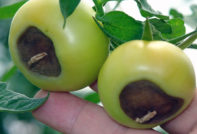 Ruttande tomat