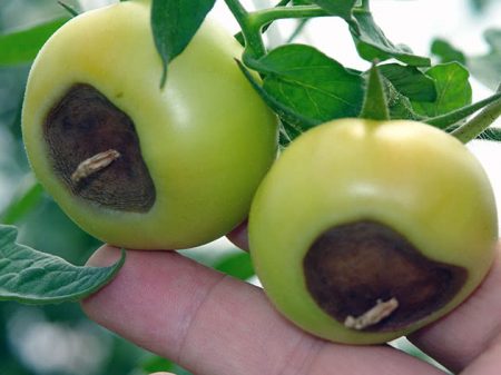 Rotting tomato