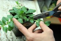 how to pinch a petunia