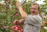 האדם קוטף תפוחים