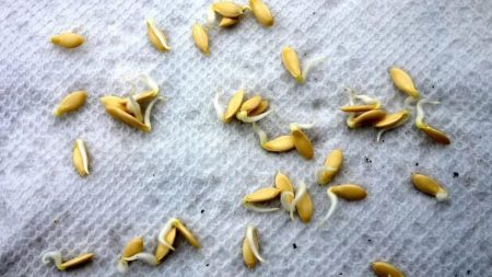 Sprouting Cucumber Seeds