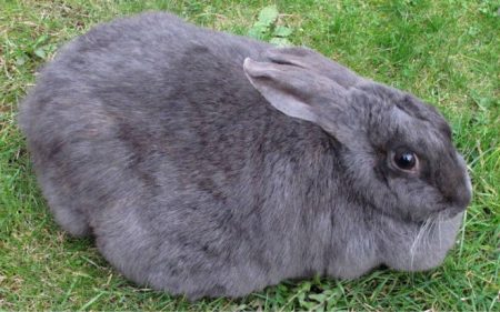 pregnant rabbit