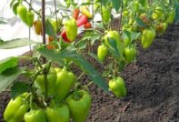 Spansk peppar i ett växthus