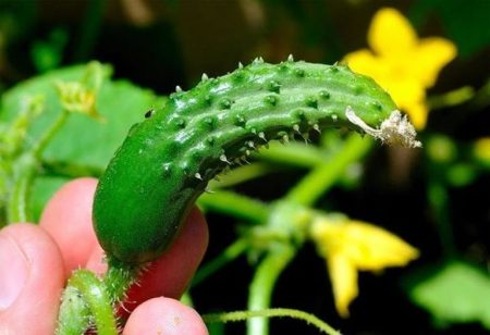 Boron deficiency in cucumbers