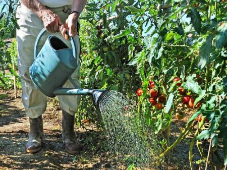 Man watering tomatoes