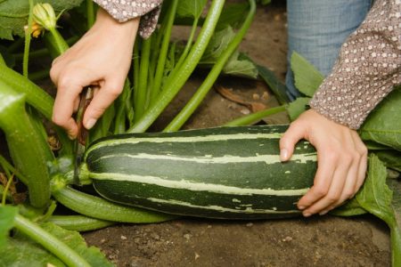 Penuaian zucchini