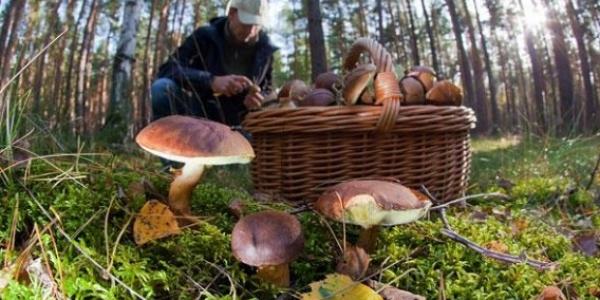 Cueillette de champignons Porcini dans la région de Moscou