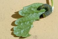 larv på ett blad