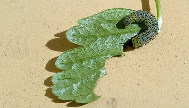 гъсеница на листо