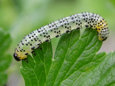 Caterpillar pe krizhovnike