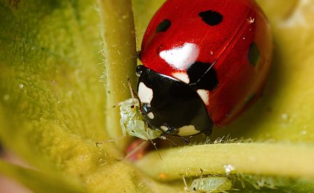 Whitefly ladybug