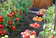 récolte des tomates