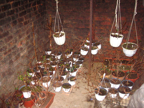 Winter Fuchsia Storage