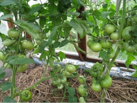 Skörda gröna tomater