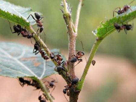Ants on a branch